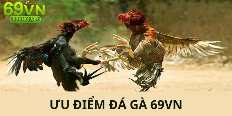 Những ưu điểm khiến bạn nên tham gia các kèo gà tại hệ thống